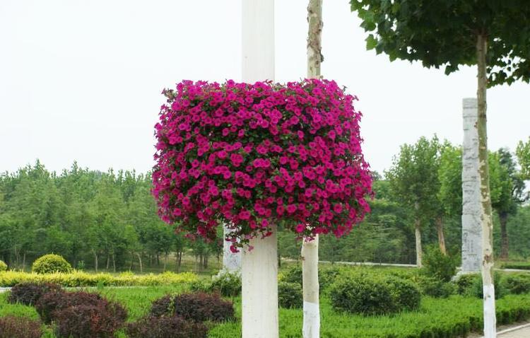 燈桿花盆 燈桿花球 垂吊花球 懸掛花盆選擇森格物園林