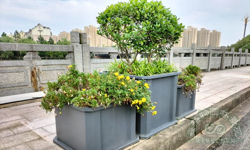 橋梁樹圍花箱案例