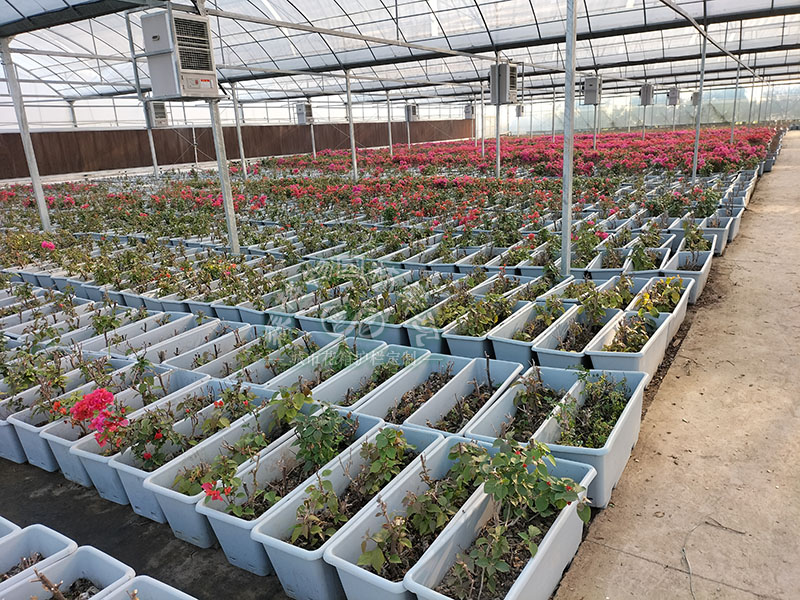 高架橋綠化應該注意哪些問題